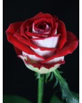 Роза чайно-гибридная Люксор (бело-красная) | Tea hybrid rose Luxor | Троянда чайно-гібридна Люксор (біло-червона)